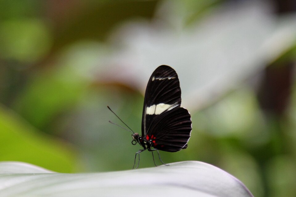 Nature wildlife exotic