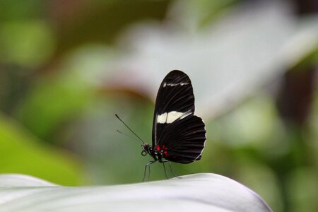 Nature wildlife exotic