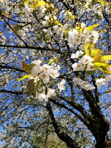 Cherry blossom white cherry tree