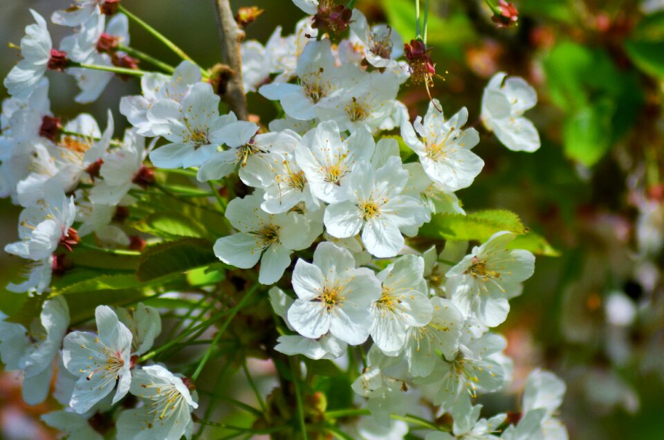 White flower flowering