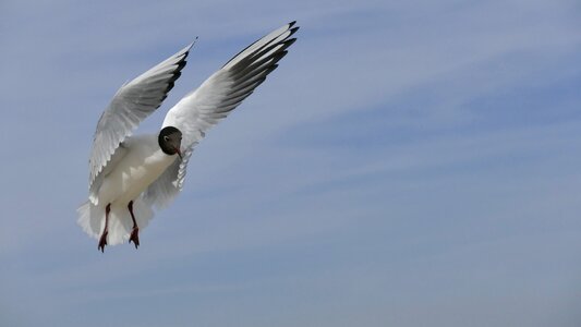 Animals bird seagull