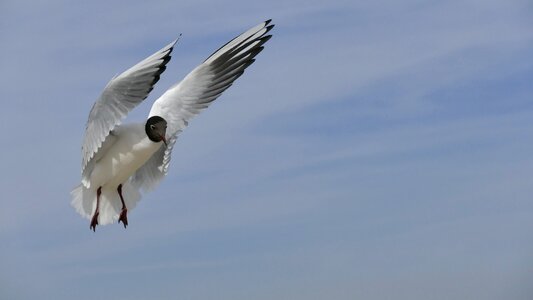 Animals bird seagull photo