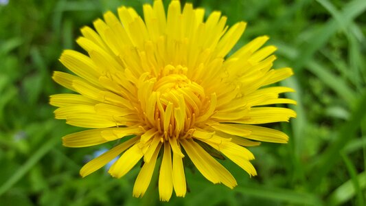 Yellow nature garden