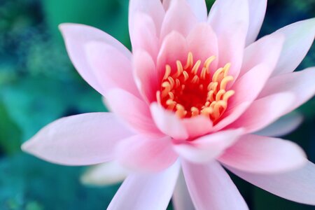 Pink lotus water plants bo photo