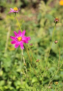 Plant spring garden flowers