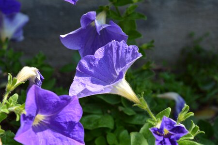 Flowers purple flowers petals