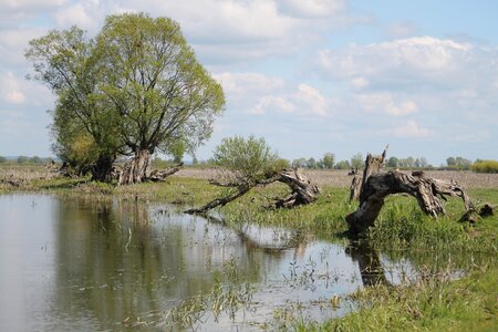 Countryside poland willow