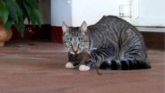 Rodent prey hunting