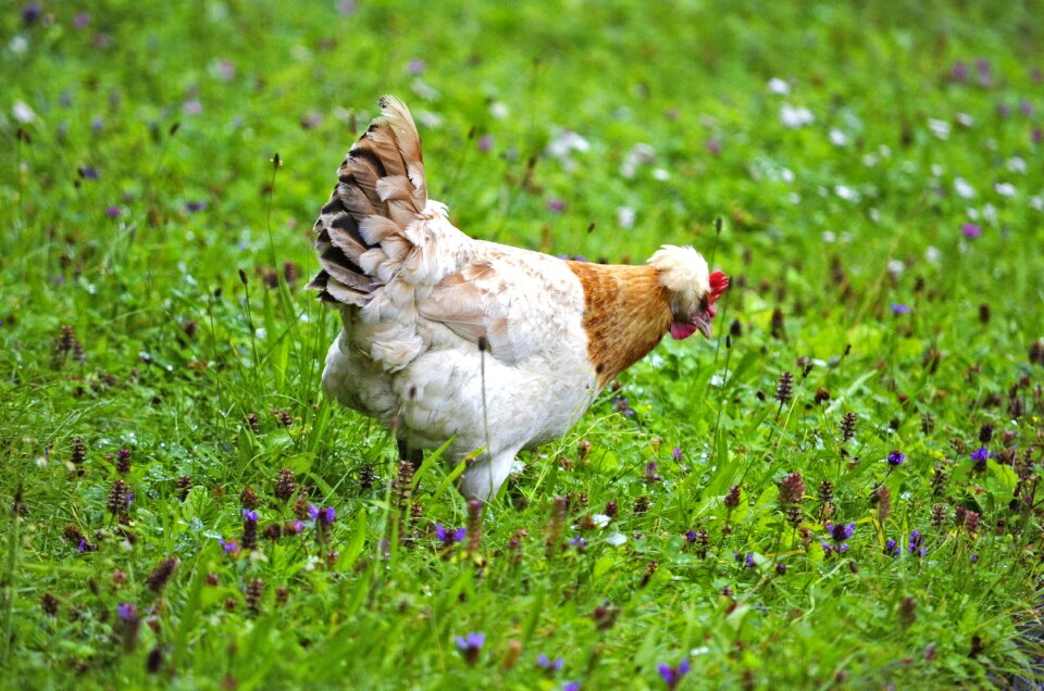 Farm plumage female