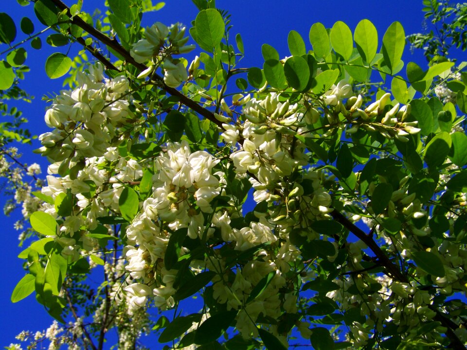 Flowering acacia robinia pseudoacacia spring