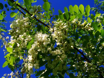 Flowering acacia robinia pseudoacacia spring