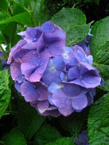 Purple blue blue-violet photo