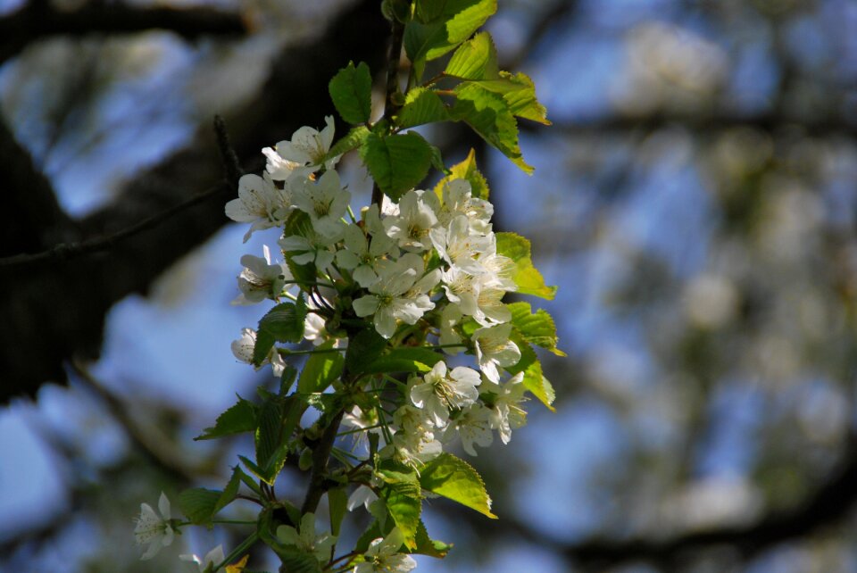 Nature white branch