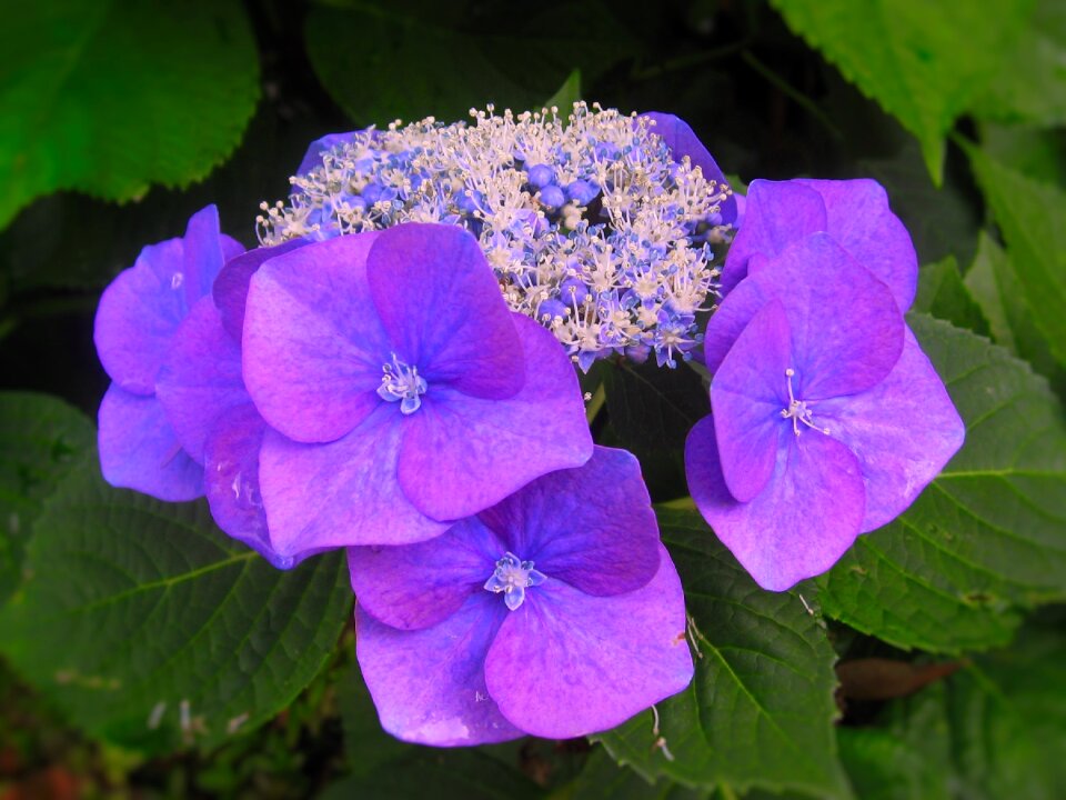 Blue purple red purple