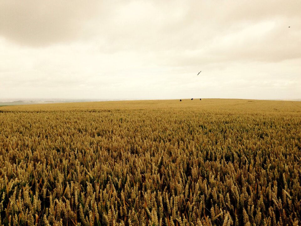 Field england wheat