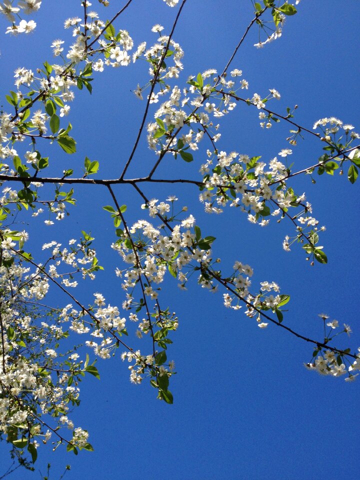 Branches cherry wood flowers
