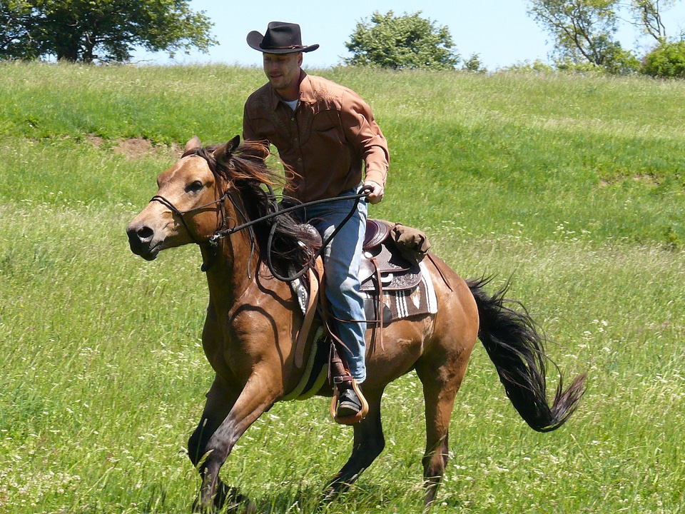 Horse country western