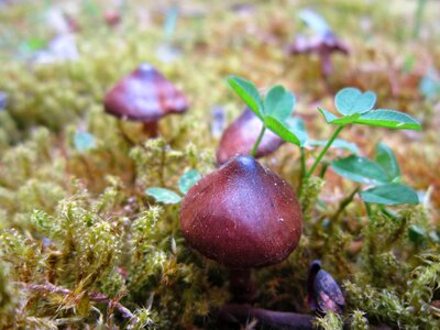 Forest small mushroom meadow