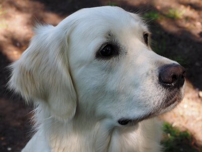 Golden retriever dogs grace of golden heathland photo