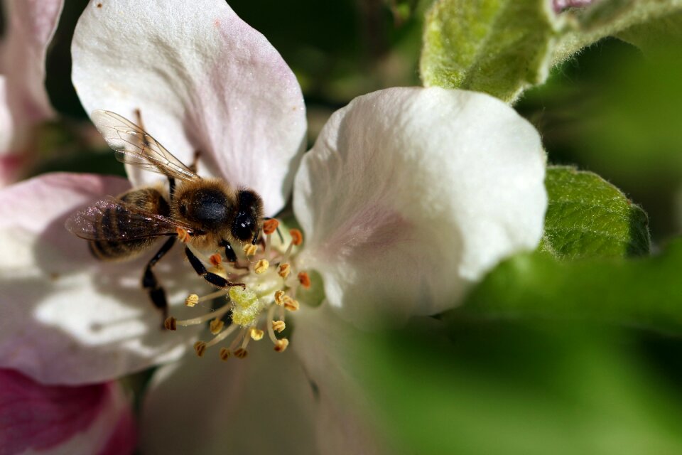 Spring macro closeup