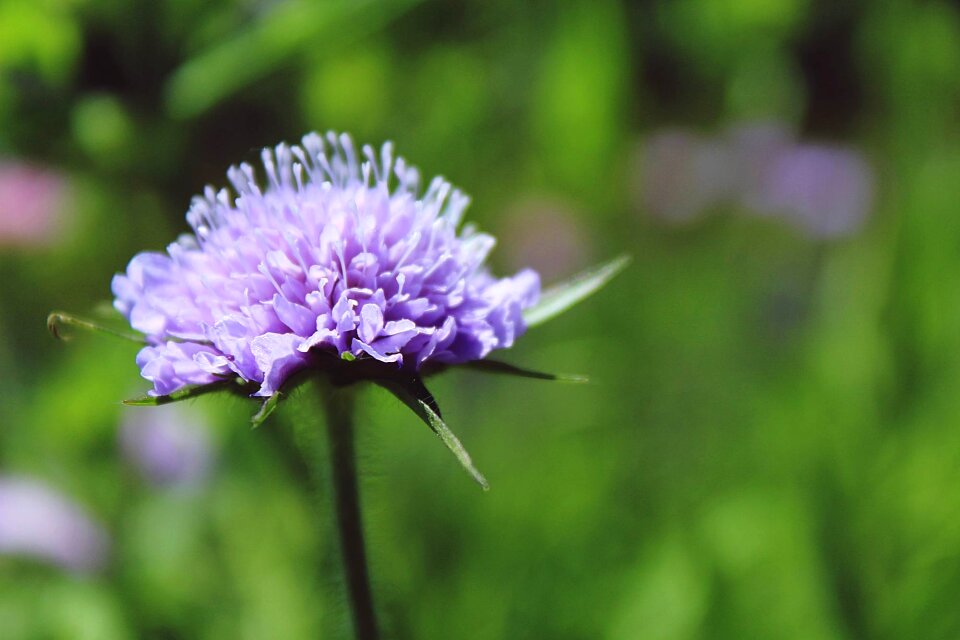 Scabiosa blossom bloom