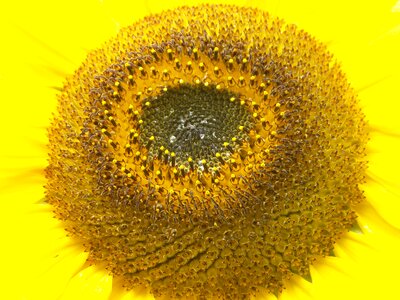 Blossom bloom yellow flower