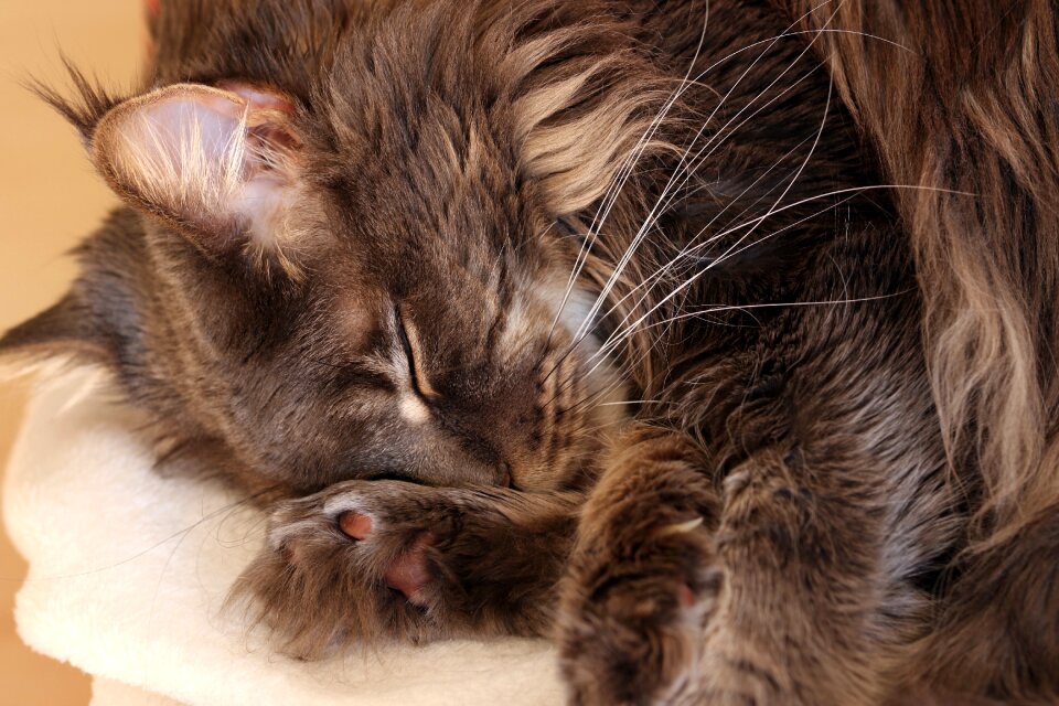 Domestic cat blue futrzak