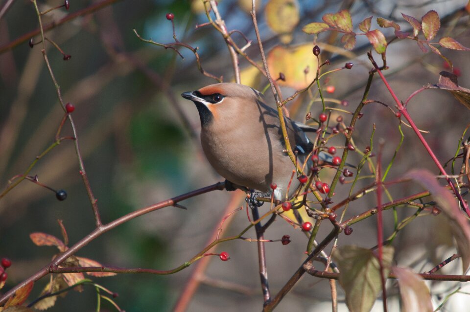 Bohemian waxwing bird nature