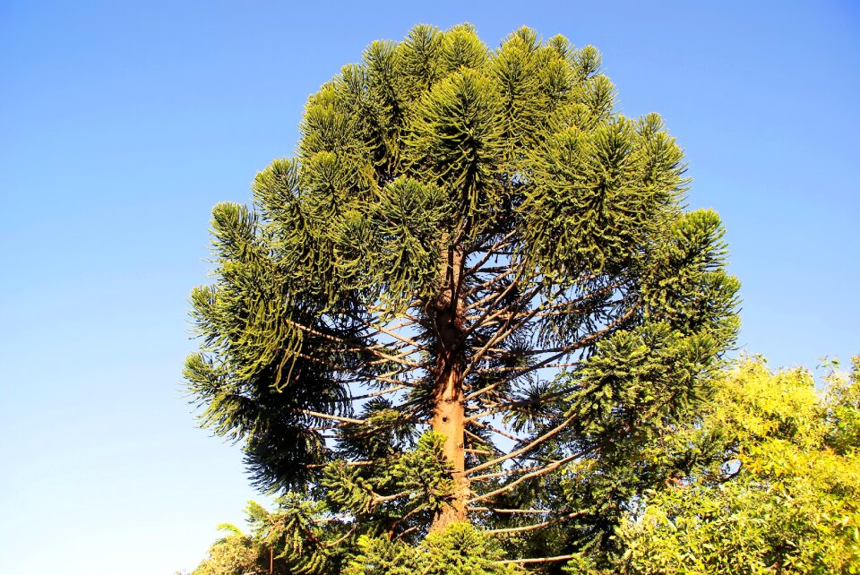 Tree norfolk pine big tree
