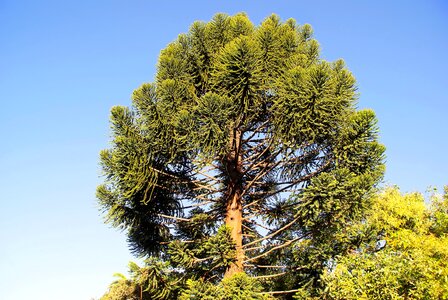 Tree norfolk pine big tree