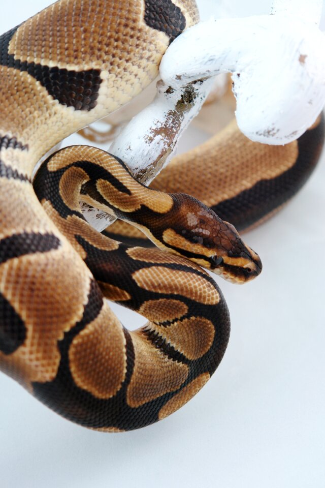 Creature nature pet