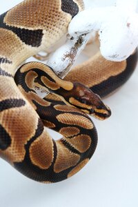 Creature nature pet