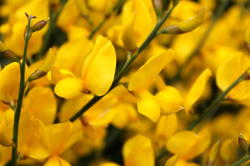 Spring blossom plant