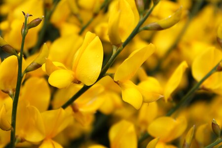 Spring blossom plant