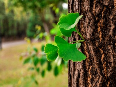 Ginkgo tree leaf