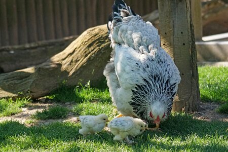 Chicks poultry country life photo
