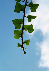 Leaves sky deciduous tree