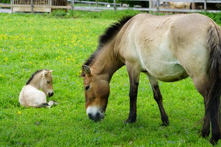 Wild horse horse baby horse