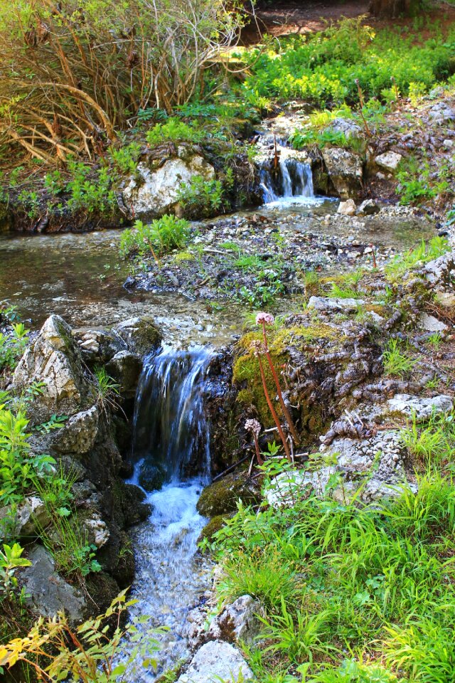 Water plant nature photo