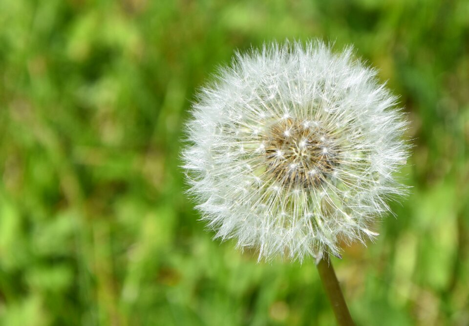 Yellow nature flower