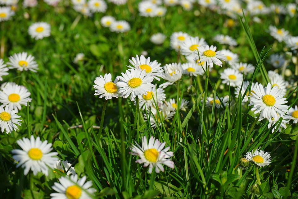 Bloom white bellis philosophy