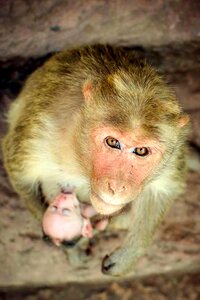 Nature wildlife baby