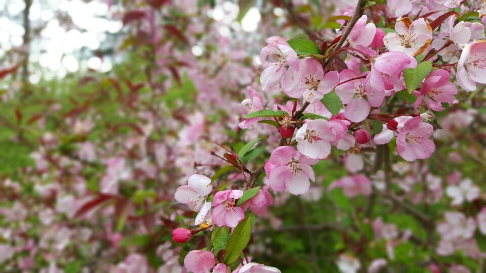 Plant flowers blooms photo