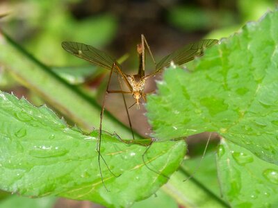Wings leaves nature