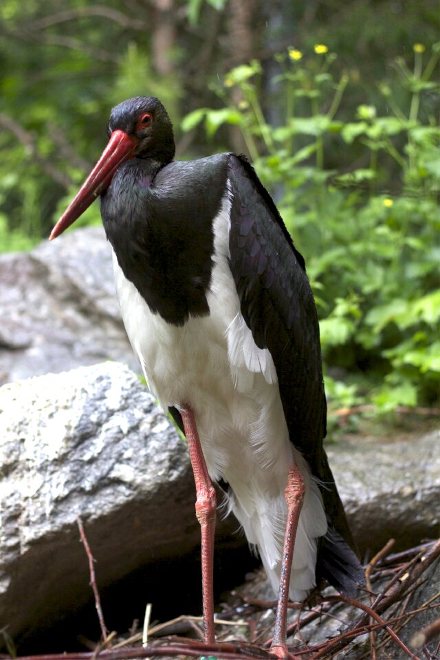 Bill zoo plumage