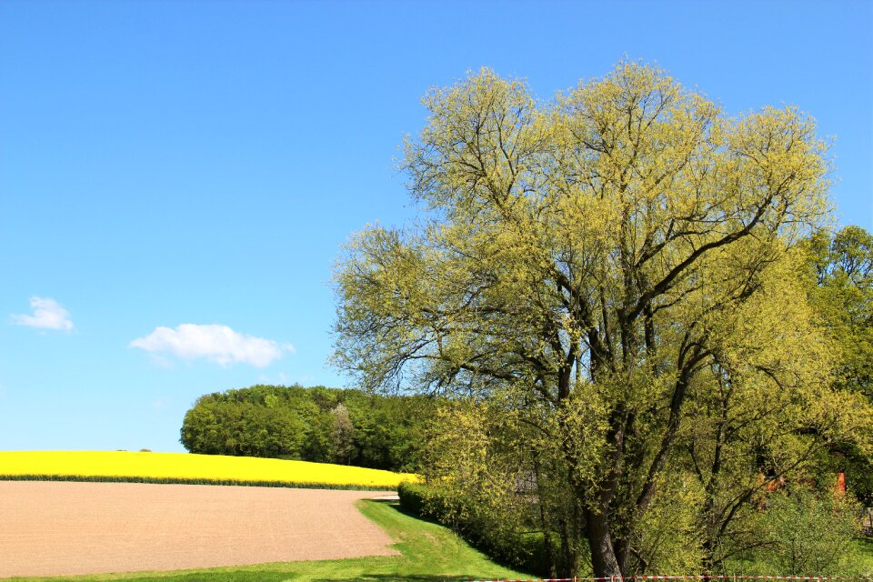 Yellow spring bright