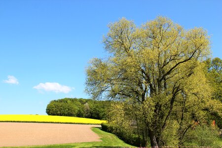 Yellow spring bright photo