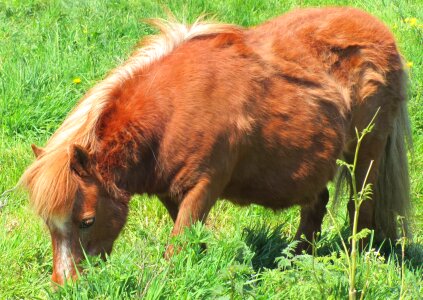 Field animal meadow