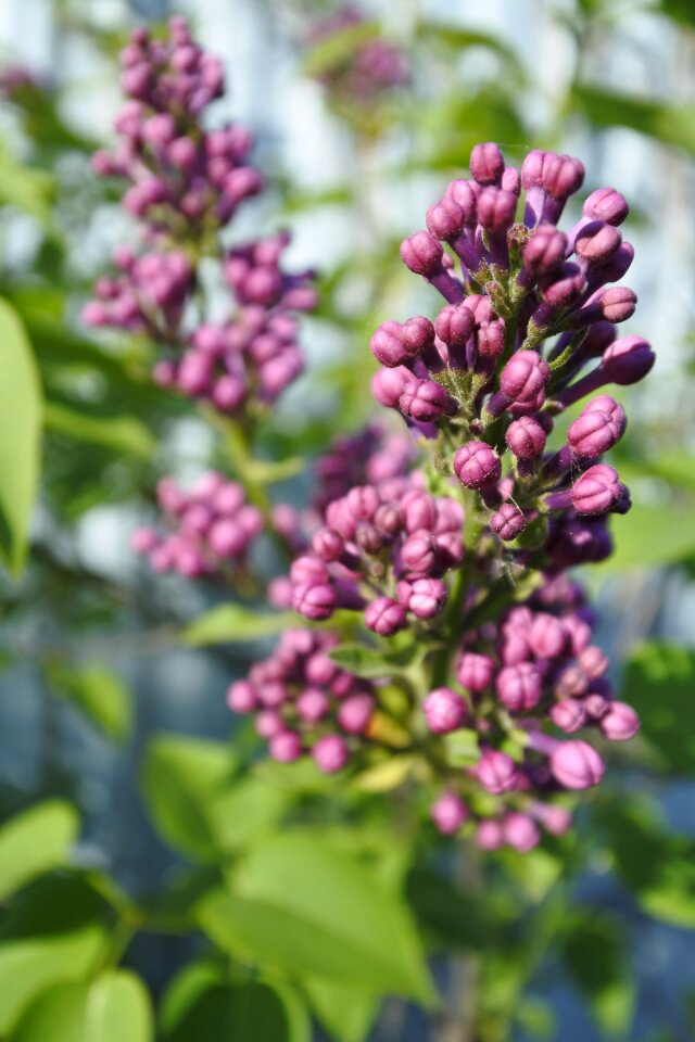 Bud summer nature
