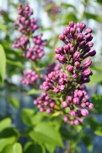 Bud summer nature